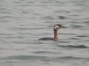 Red-necked Grebe at Paglesham Lagoon (Steve Arlow) (30556 bytes) Red-necked Grebe at Paglesham Lagoon (Steve Arlow) (30556 bytes)